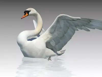 Mute Swan Low-poly 3D model