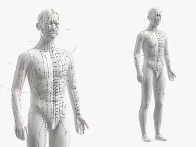 Male Acupuncture Anatomy Chart with Needles 3D model