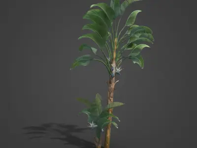 2021 PBR White Giant Bird of Paradise - Strelitzia Nicolai  3D model