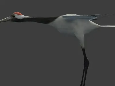 Red-crowned crane Low-poly 3D model