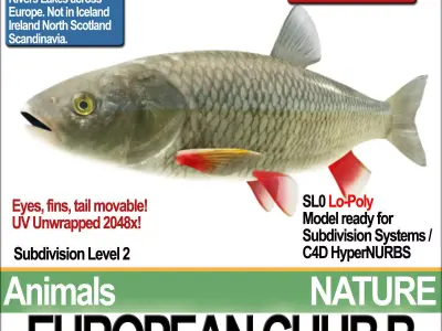 European Chub B 3D model