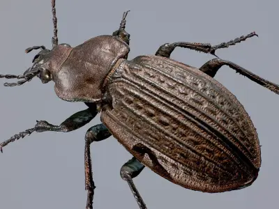 3d Scanned Insects - Carabus Ullrichi Beetle 3D model