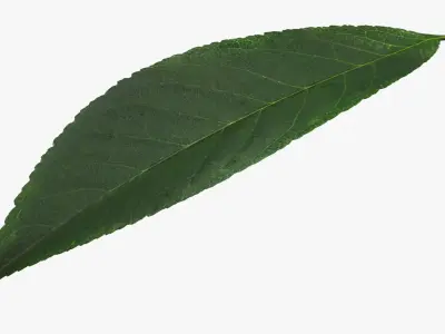 Cherry Leaf 3D model