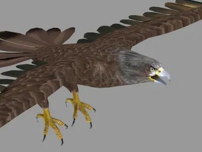 golden bald eagle hawk bird animal royal fly feather wing  3D model