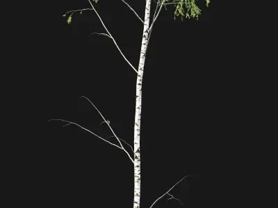 Birch forest part 01 3D model