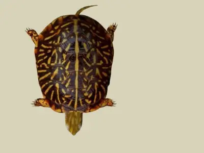 TURTLE LOW POLY box Free 3D model