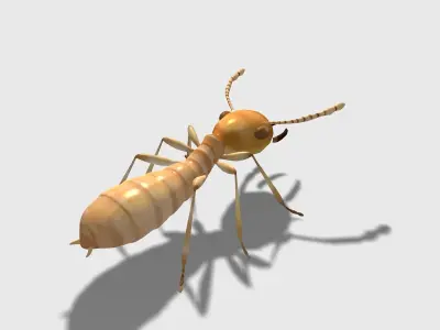 rigged animated termite white ant Low-poly 3D model