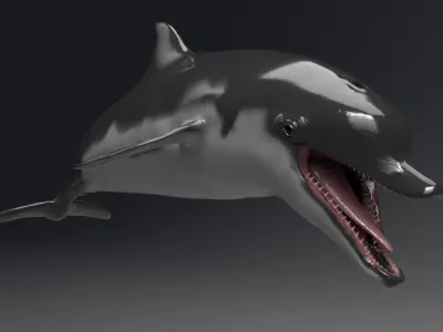 Dolphin Model 13 Animations UnrealEngine and UNITY Low-poly 3D model
