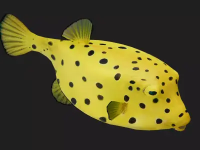 Boxfish Low-poly 3D model