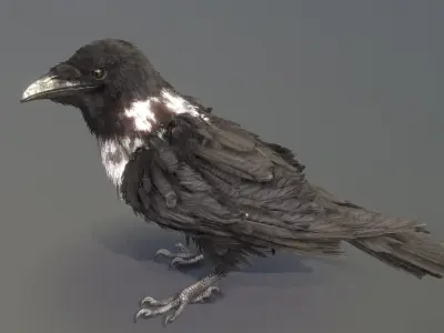 Pied Crow 3D model