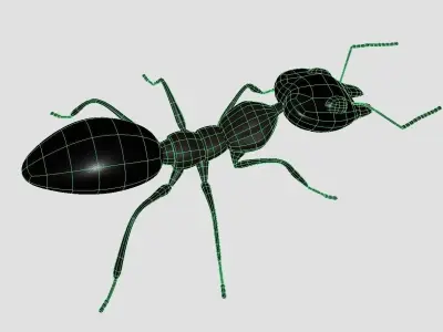 Ant 3d Model 3D model
