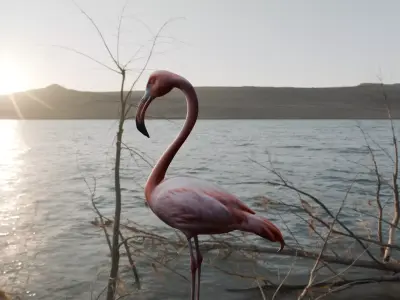 Florida Flamingo - Realistic 3D model