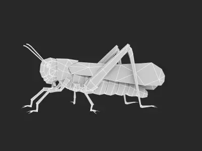 Animated Locust Grasshopper Low-poly 3D model