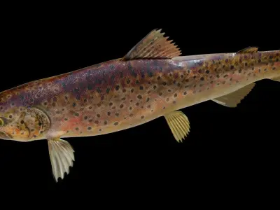 Brown Trout Low-poly 3D model