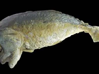 mackerel fried Low-poly 3D model