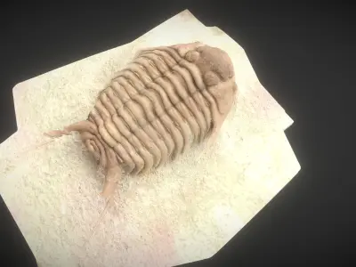 CYRTOMETOPUS CLAVIFRONS FOSSIL TRILOBYTE 3D model