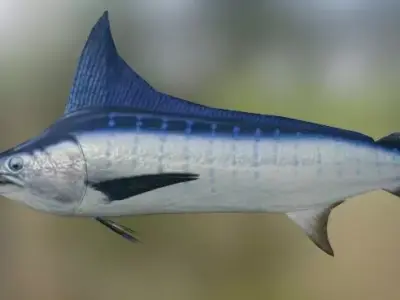 Swordfish marlin 3D model