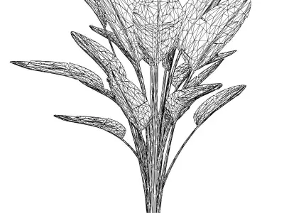 Bird of Paradise Plant Model - Strelitzia Nicolai Regel 3D model