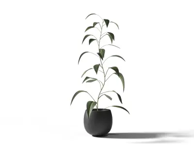 Plant eucalyptus in pot 3D model
