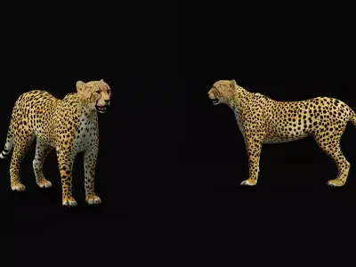 South African Cheetah Free low-poly 3D model