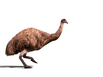 Emu Bird Low-poly 3D model