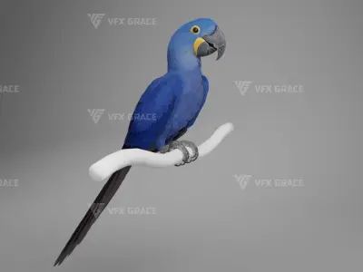 Hyacinth Macaw Character Animation - Blender 3D model
