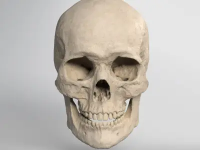 Skull 3D 3D model