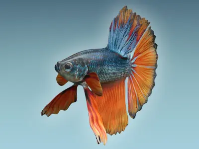 Betta Fish 9 3D model