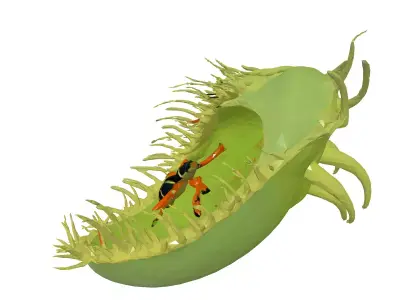 Venus Flytrap with Insect 3D Model Low-poly 3D model