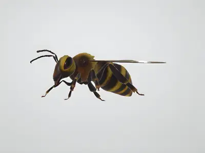 3d hiperrealistic bee 3D model
