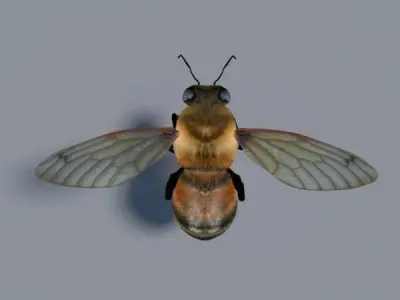 Honey Bee Low-poly 3D model
