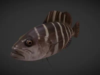 grouper fish with stripes Low-poly 3D model