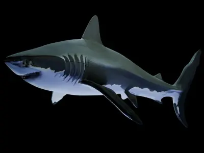 Great White Shark Low-poly 3D model