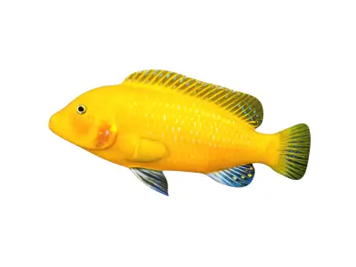 Low-Poly Cichlid Yellow Animated Low-poly 3D model