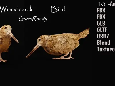 Woodcock Wading Bird Low-poly 3D model