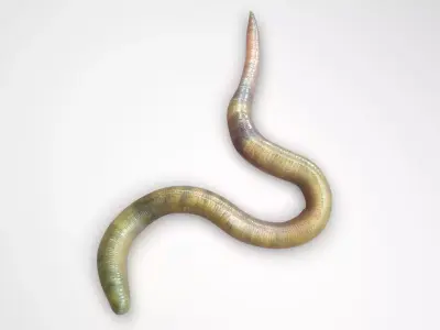Green Worm 3D model