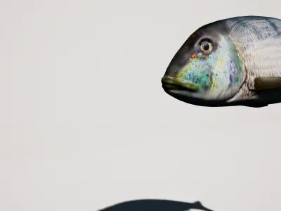 Snapper Mediterranean sea fish rigged animated Low-poly 3D model