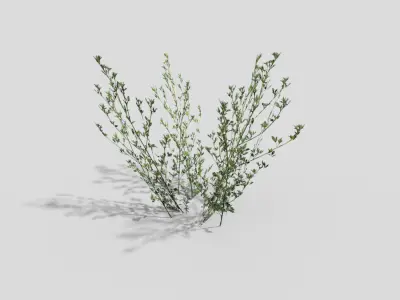 Grass juniper Low-poly 3D model