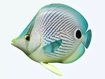 Foureye Butterfly Fish 3D model