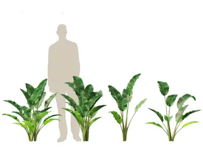 Strelitzia reginae - crane flower 3D model