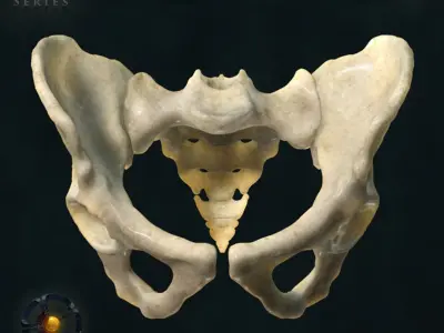 Pelvis 3D model