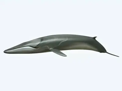 Whale 3D model