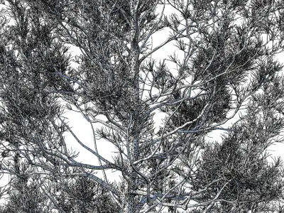 Cedrus Deodara 06 3D model