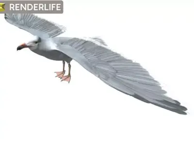 Seagull flying in air 3D model