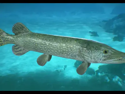 Pike Fish Low-poly 3D model