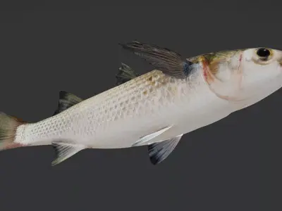 Realistic Mullet Fish Animated 3D model