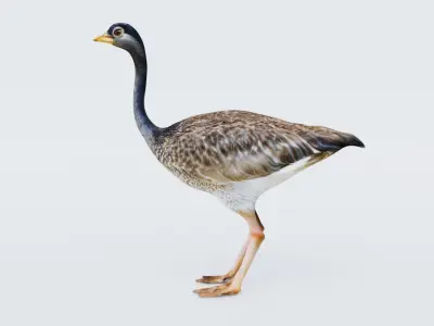 Ostrich Free 3D model