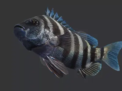Sheepshead fish Animated 3D model