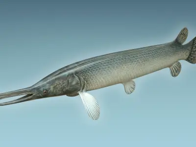 Aligator Gar Fish 3D model
