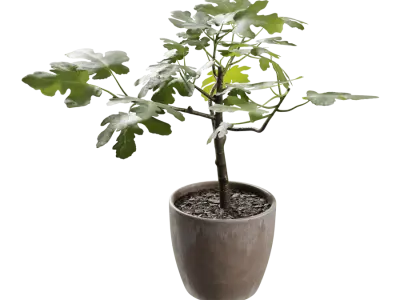  Small Potted Fig Plant Model 